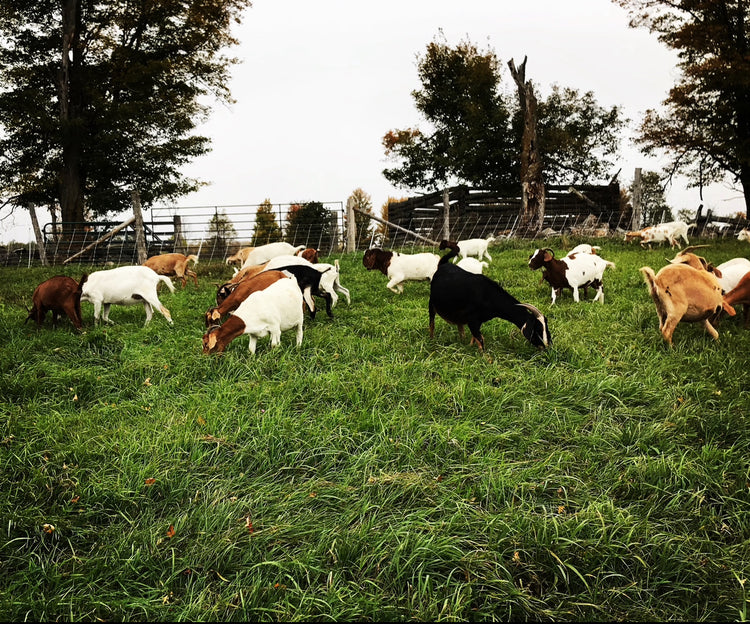 Pasture Raised Goat